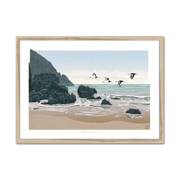 Oystercatchers at Church Doors Cove, Pembrokeshire, Wales - Framed Print