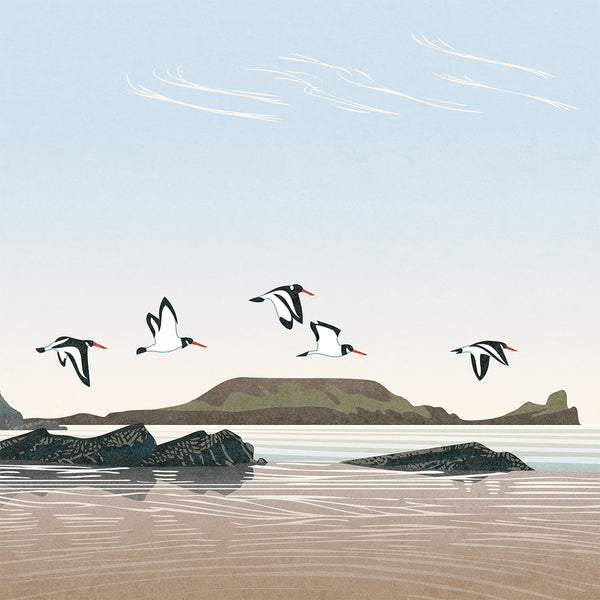 Oystercatchers at Rhossili Bay, Gower, Wales - Framed Print