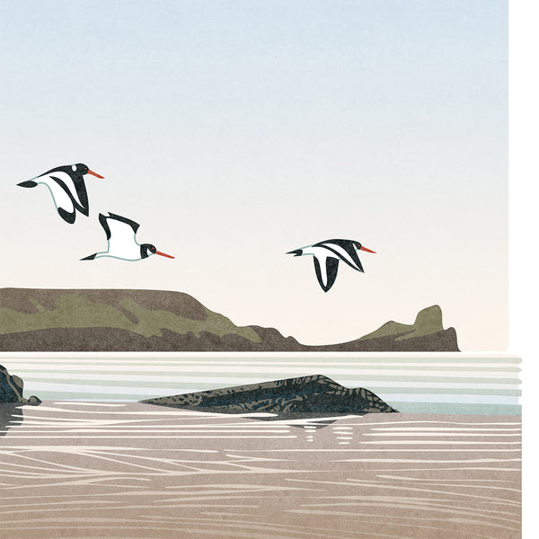 Oystercatchers at Rhossili Bay, Gower, Wales - Fine Art Print