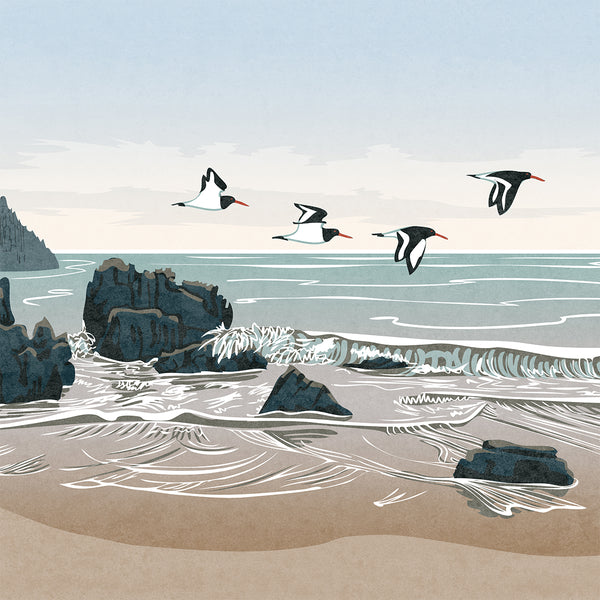 Oystercatchers at Church Doors Cove, Pembrokeshire, Wales - Fine Art Print